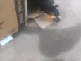 Pretinha