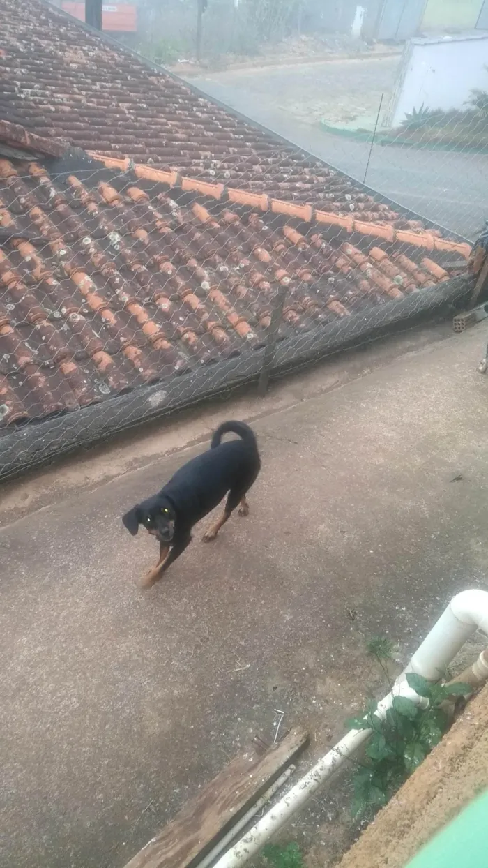 Cachorro ra a SRD-ViraLata idade 2 anos nome Pretinha 