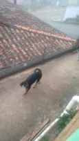 Pretinha