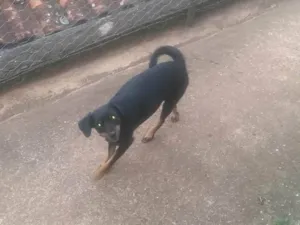 Cachorro raça SRD-ViraLata idade 2 anos nome Pretinha 