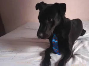 Cachorro raça SRD-ViraLata idade 4 anos nome Manteguinha 