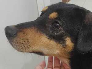 Cachorro raça SRD-ViraLata idade 7 a 11 meses nome Não tem 