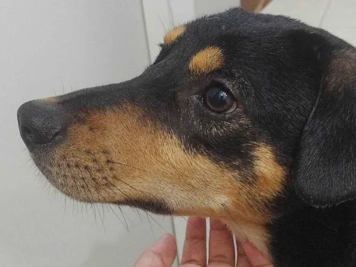 Cachorro ra a SRD-ViraLata idade 7 a 11 meses nome Não tem 