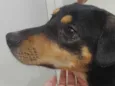 Não tem
