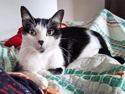 Gato raça SRD-ViraLata idade 2 anos nome Gustavo 