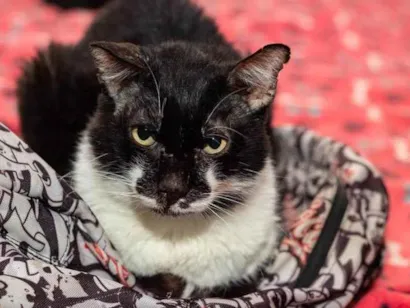 Gato raça SRD idade 4 anos nome Raimundo