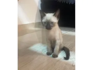 Gato raça Siamês idade 2 a 6 meses nome Sem nome 