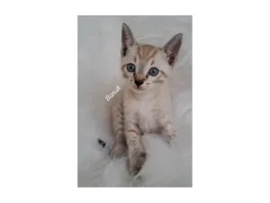 Gato raça SRD-ViraLata idade Abaixo de 2 meses nome Baruk
