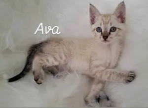 Gato raça SRD-ViraLata idade Abaixo de 2 meses nome Ava