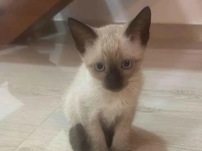 Gato ra a Siamês idade 2 a 6 meses nome Sem nome