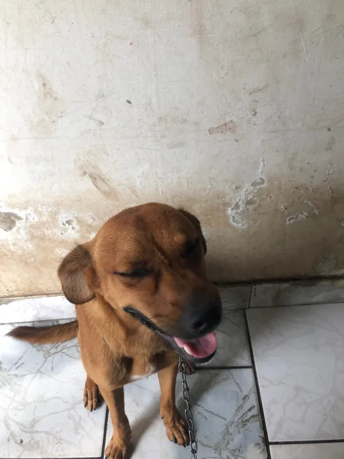 Cachorro ra a SRD-ViraLata idade 7 a 11 meses nome Caramelo