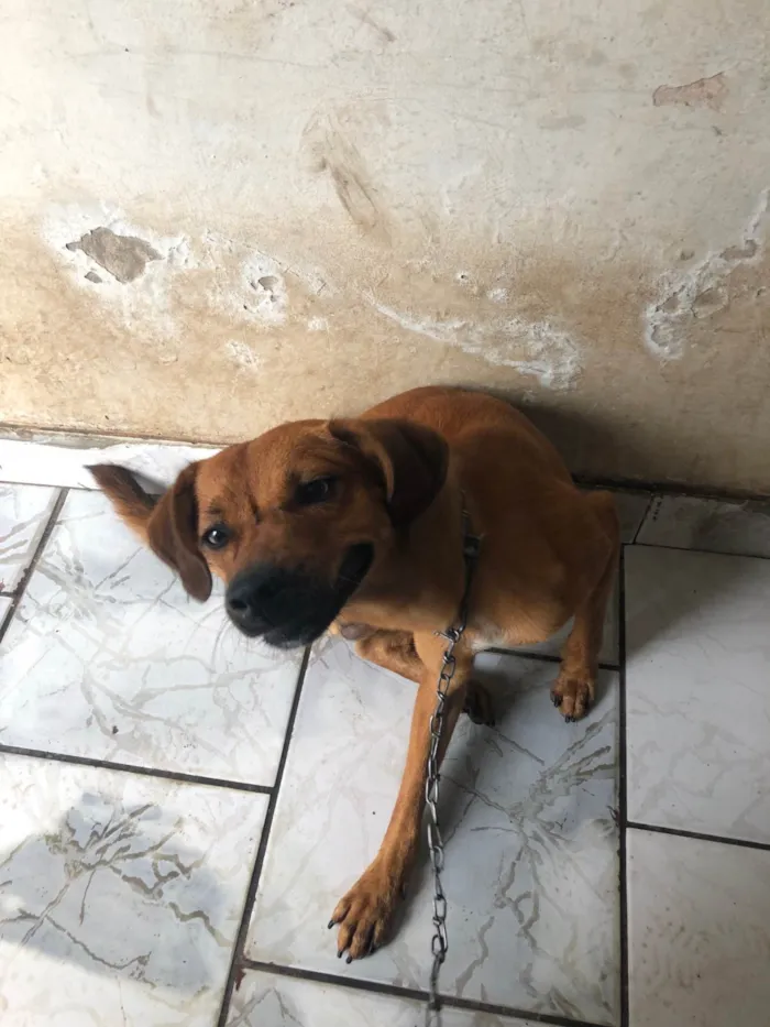 Cachorro ra a SRD-ViraLata idade 7 a 11 meses nome Caramelo