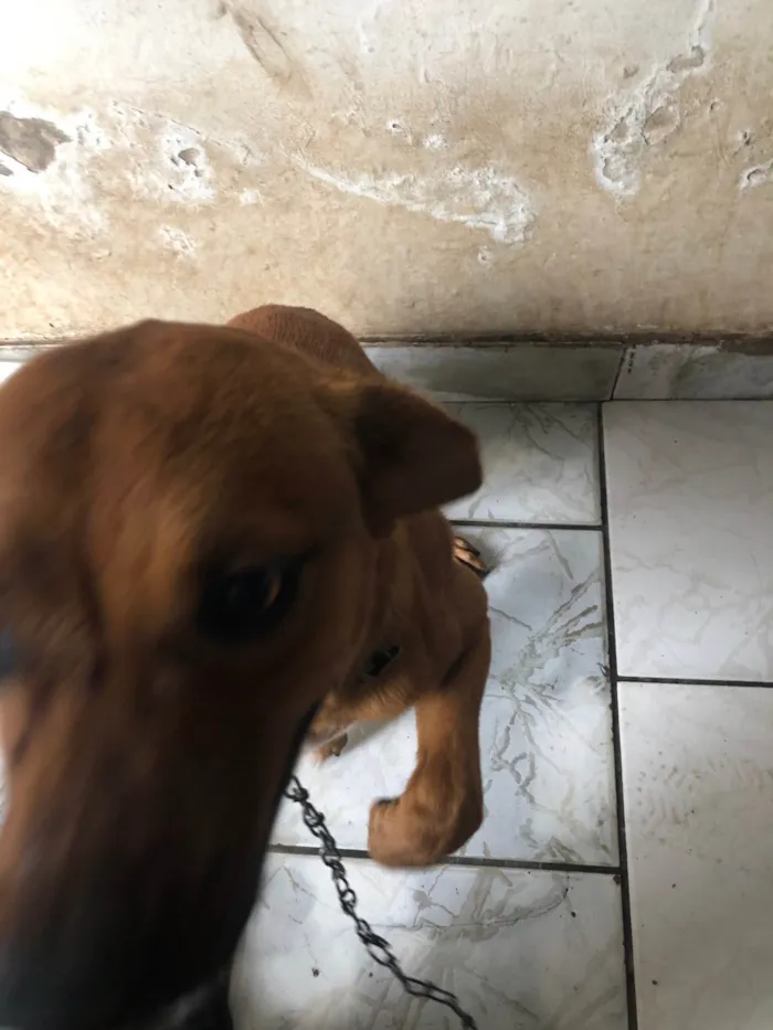 Cachorro ra a SRD-ViraLata idade 7 a 11 meses nome Caramelo