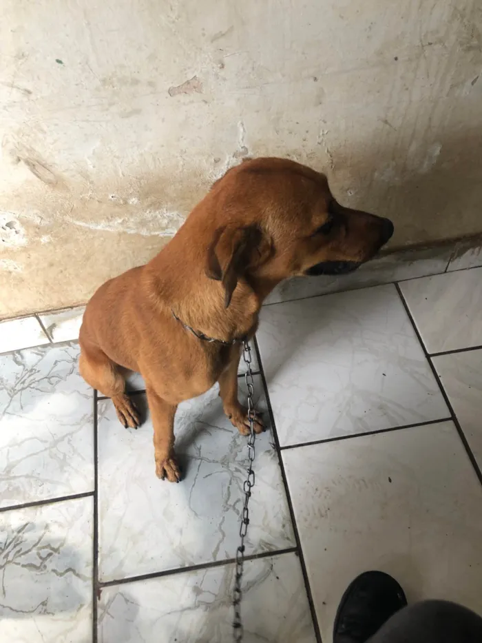 Cachorro ra a SRD-ViraLata idade 7 a 11 meses nome Caramelo