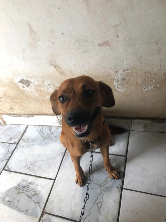 Cachorro ra a SRD-ViraLata idade 7 a 11 meses nome Caramelo