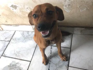 Cachorro raça SRD-ViraLata idade 7 a 11 meses nome Caramelo