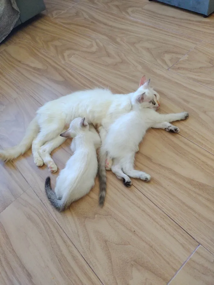 Gato ra a SRD-ViraLata idade Abaixo de 2 meses nome Janeclei Pereira Da Silva 