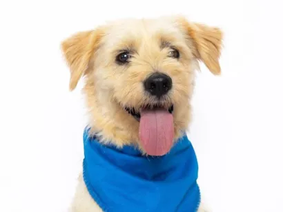 Cachorro raça SRD-ViraLata idade 3 anos nome Zezé 