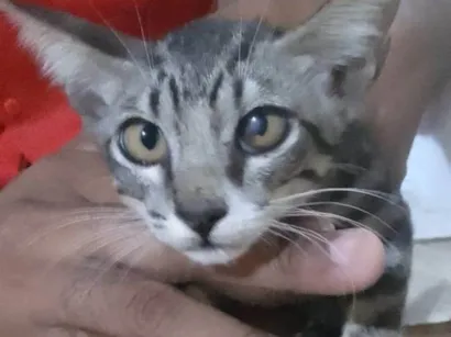 Gato raça SRD-ViraLata idade Abaixo de 2 meses nome Tigrinho