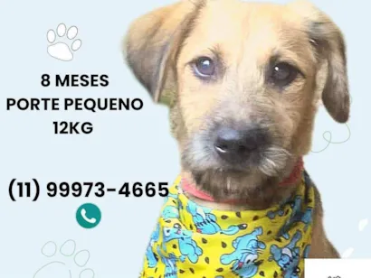 Cachorro raça SRD-ViraLata idade 7 a 11 meses nome Astor