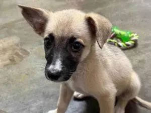 Cachorro raça SRD-ViraLata idade 2 a 6 meses nome Alice