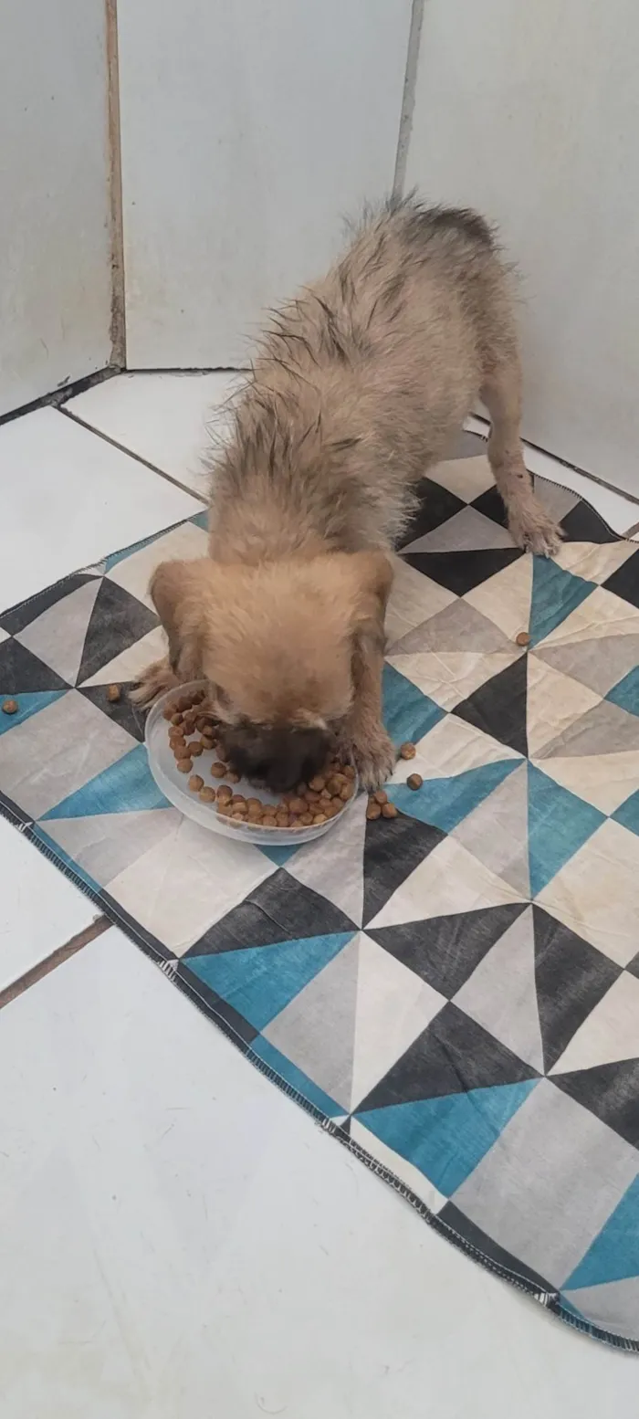 Cachorro ra a SRD-ViraLata idade 2 a 6 meses nome Não tem