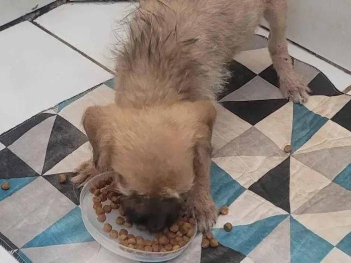 Cachorro ra a SRD-ViraLata idade 2 a 6 meses nome Não tem