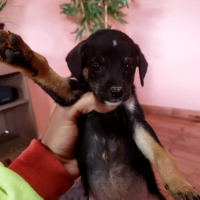 Cachorro ra a Labrador idade 2 a 6 meses nome Mestiço de labrador