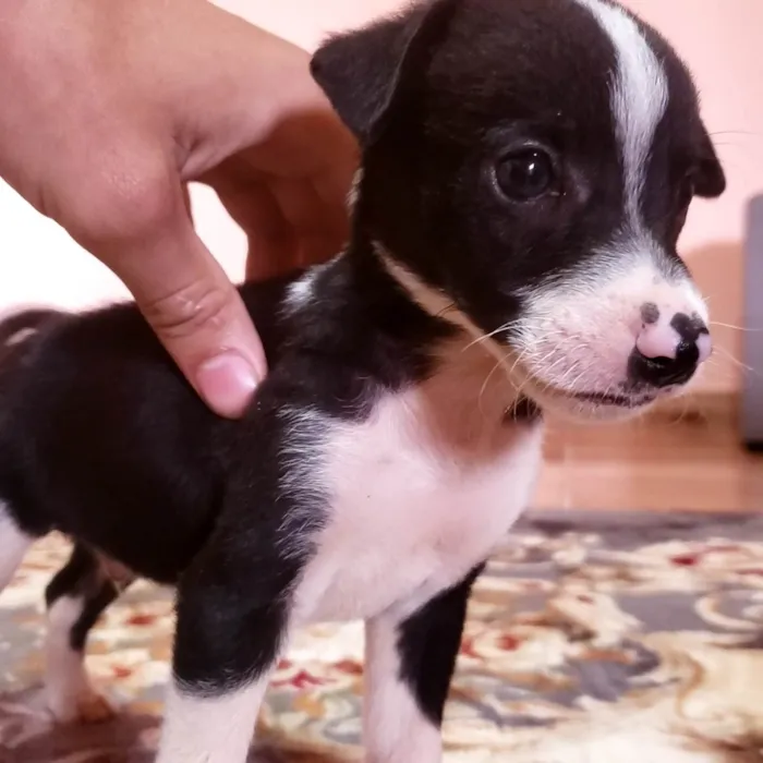 Cachorro ra a Labrador idade 2 a 6 meses nome Mestiço de labrador