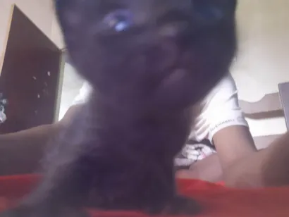 Gato raça SRD-ViraLata idade Abaixo de 2 meses nome Sem nomes ainda