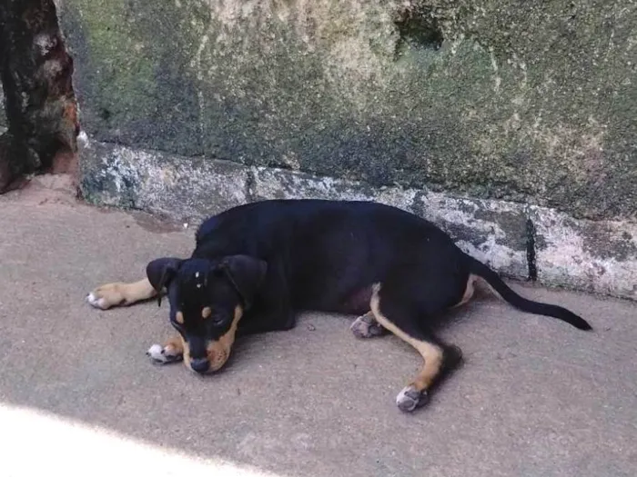 Cachorro ra a SRD-ViraLata idade 2 a 6 meses nome Trevo