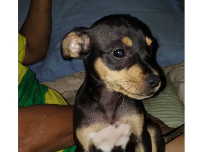 Cachorro ra a SRD-ViraLata idade 2 a 6 meses nome Trevo