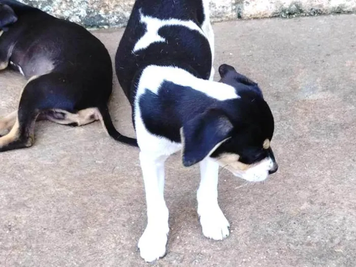 Cachorro ra a SRD-ViraLata idade 2 a 6 meses nome Canjica