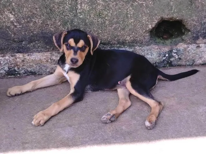 Cachorro ra a SRD-ViraLata idade 2 a 6 meses nome Rambo