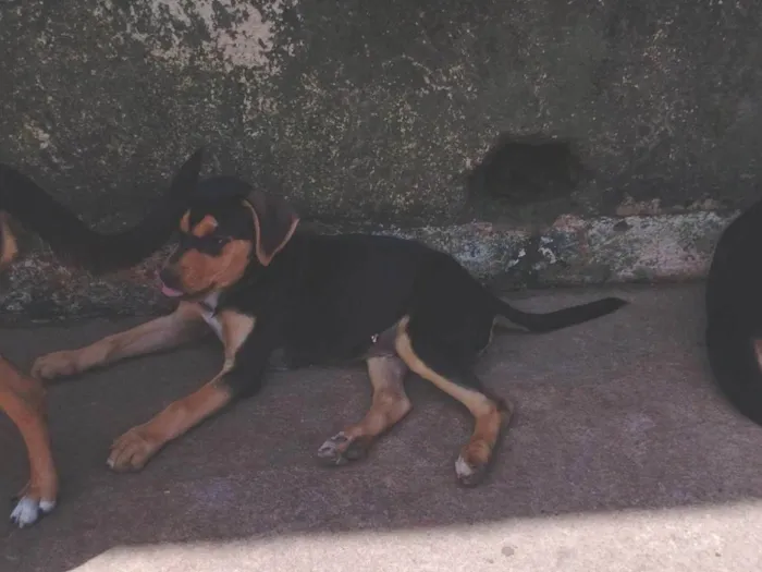 Cachorro ra a SRD-ViraLata idade 2 a 6 meses nome Rambo