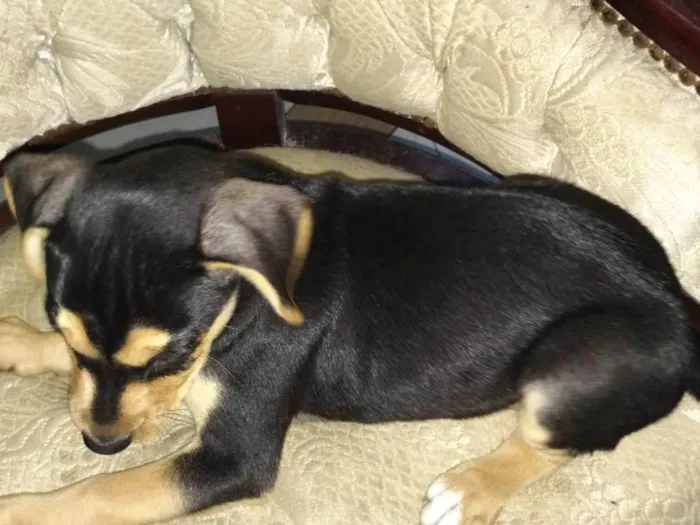 Cachorro ra a SRD-ViraLata idade 2 a 6 meses nome Rambo