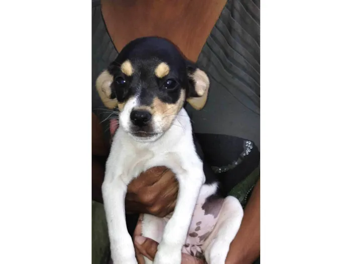 Cachorro ra a SRD-ViraLata idade 2 a 6 meses nome Canjica