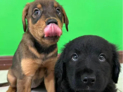 Cachorro raça SRD-ViraLata idade 2 a 6 meses nome Judite, Jade, minie, pandora, pérola, Black, Mickey e HART