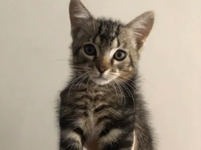 Gato raça SRD-ViraLata idade 2 a 6 meses nome Nick 