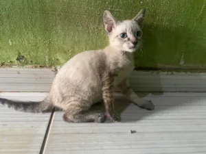 Gato raça Exótico idade 2 a 6 meses nome Juliana Carlos da Conceição 