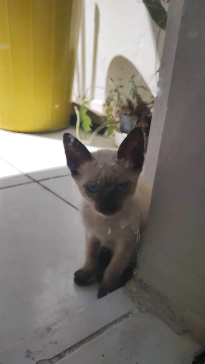 Gato ra a Siamês idade 2 a 6 meses nome Hope