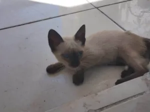 Gato raça Siamês idade 2 a 6 meses nome Hope