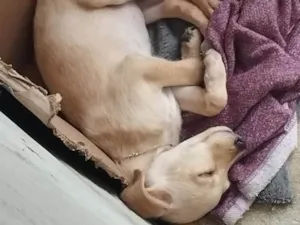 Cachorro raça SRD-ViraLata idade 2 a 6 meses nome Mel