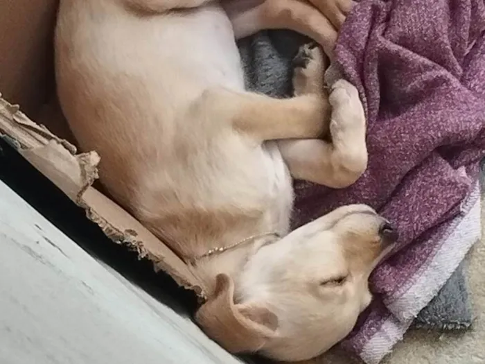 Cachorro ra a SRD-ViraLata idade 2 a 6 meses nome Mel