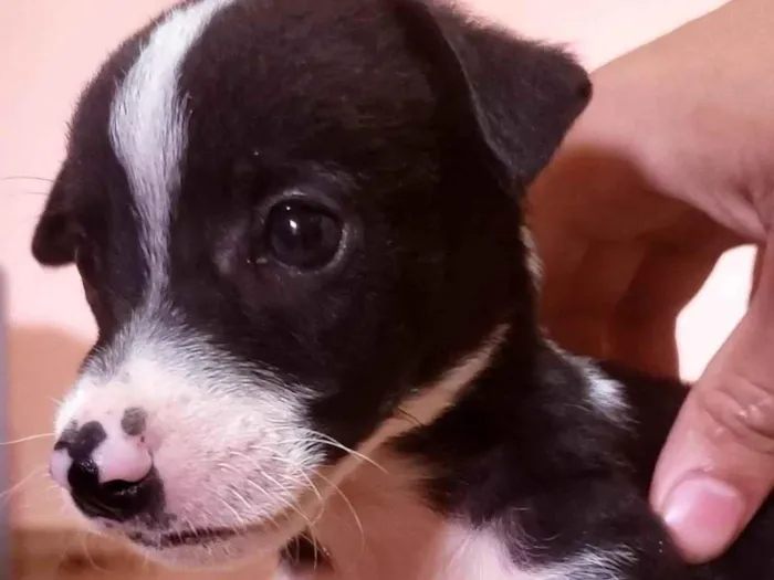 Cachorro ra a Labrador idade 2 a 6 meses nome Mestiço de labrador