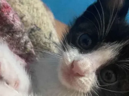Gato raça Siamês idade Abaixo de 2 meses nome Sem nomes ainda