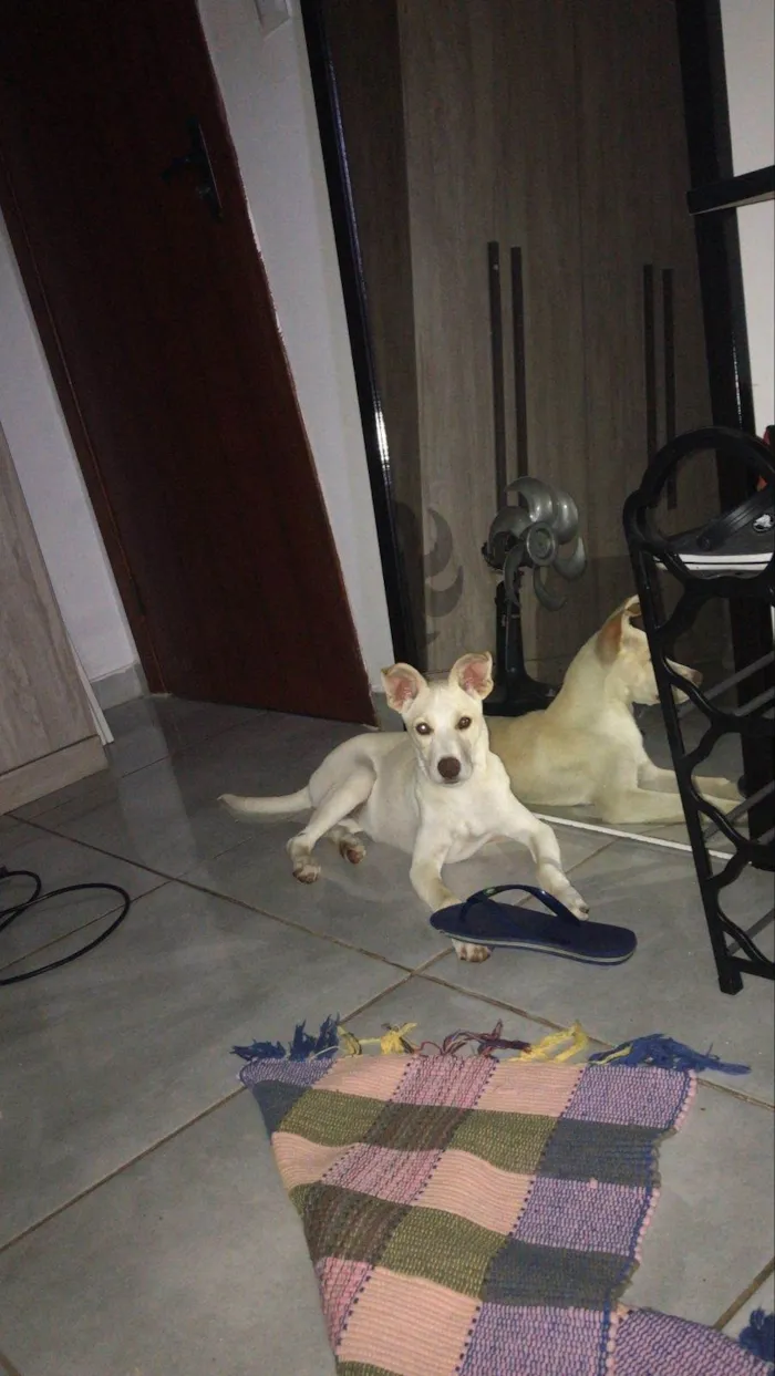 Cachorro ra a SRD-ViraLata idade 2 a 6 meses nome Mel