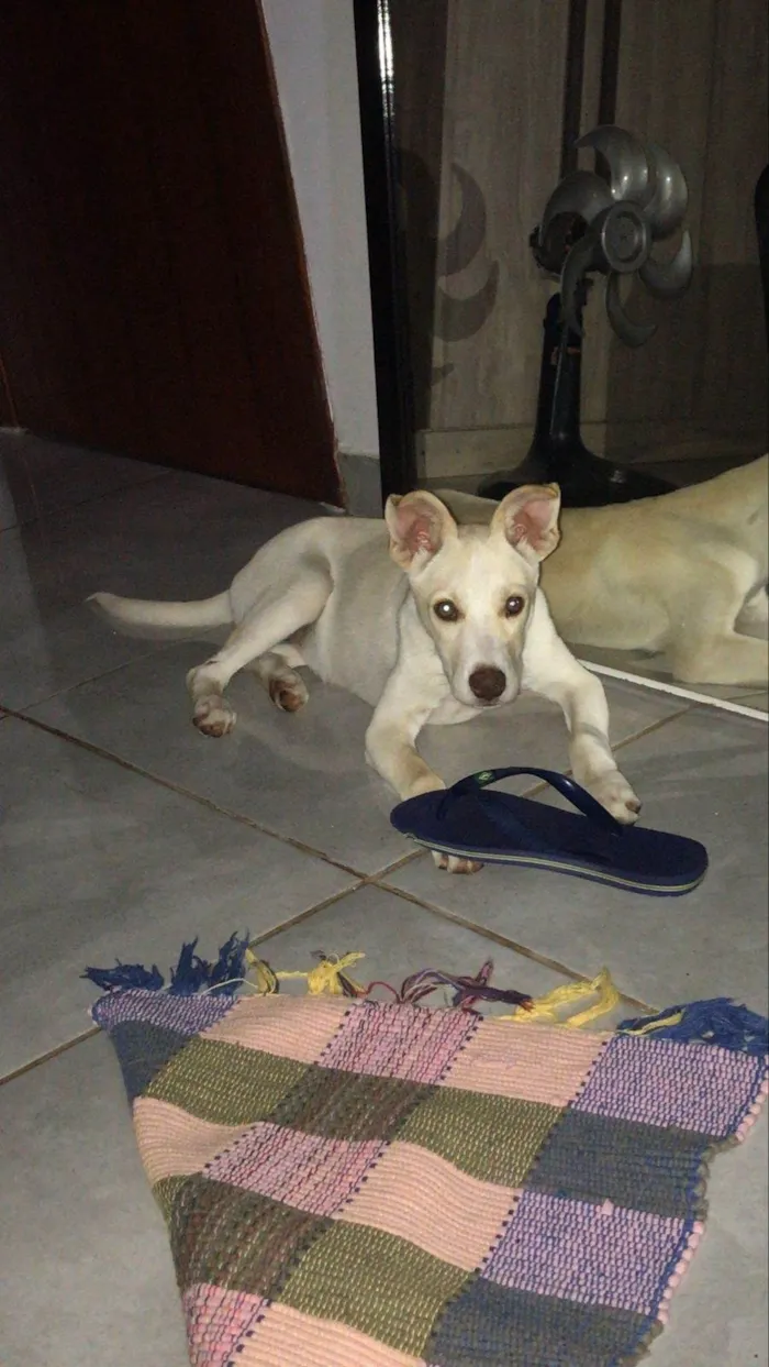 Cachorro ra a SRD-ViraLata idade 2 a 6 meses nome Mel