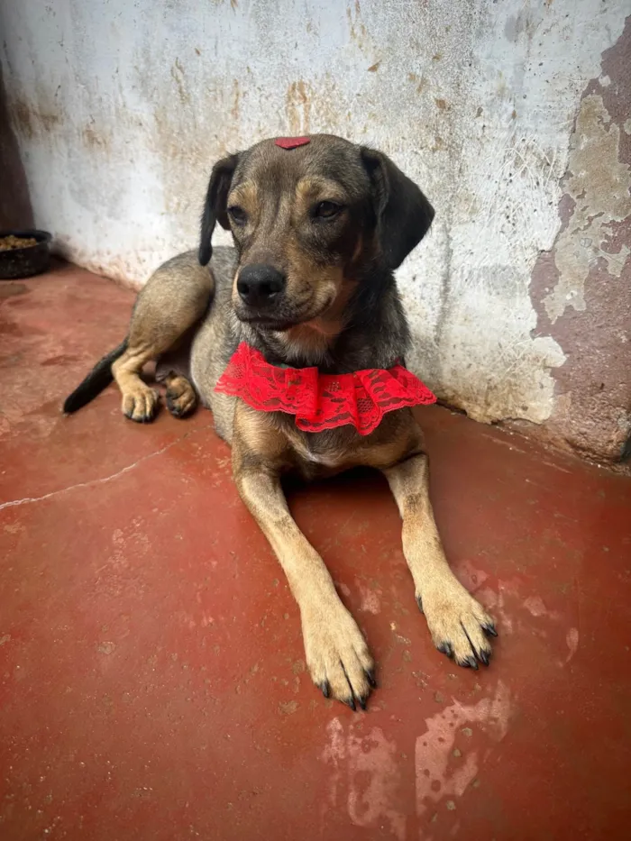 Cachorro ra a SRD-ViraLata idade 2 a 6 meses nome Família amor abandonados 