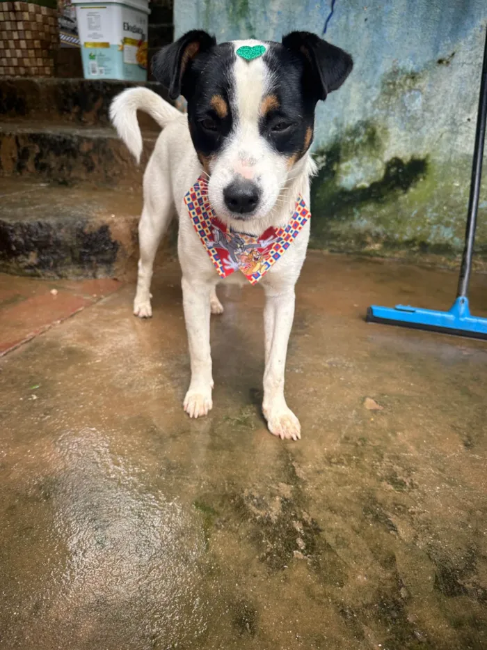 Cachorro ra a SRD-ViraLata idade 2 a 6 meses nome Família amor abandonados 